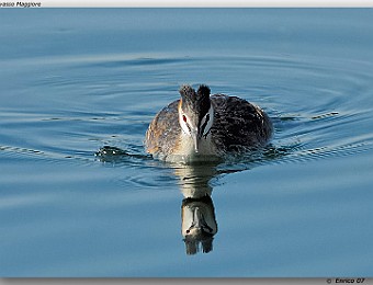 Animali 051